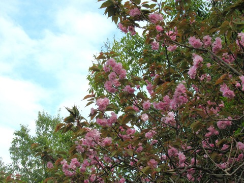 八重桜