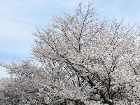 環境センターの桜