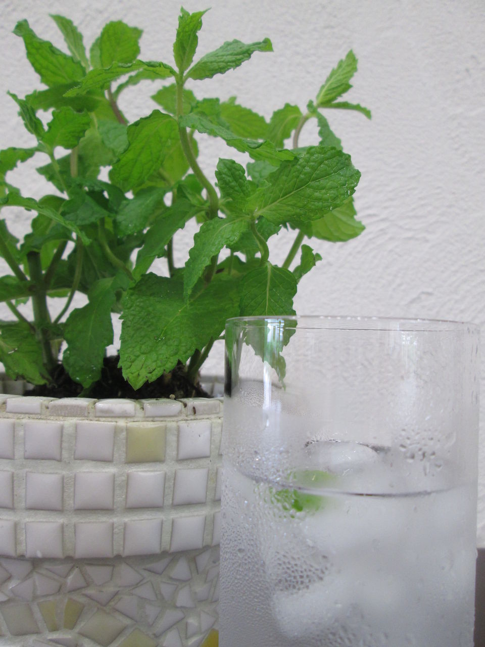 スペアミントとペパーミントの違い 八王子 日野 昭島 立川での 中古購入 リノベーション はエンラージへ