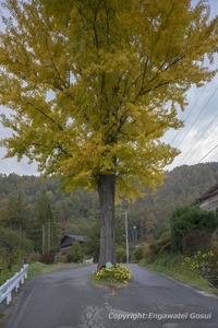 開田高原の銀杏