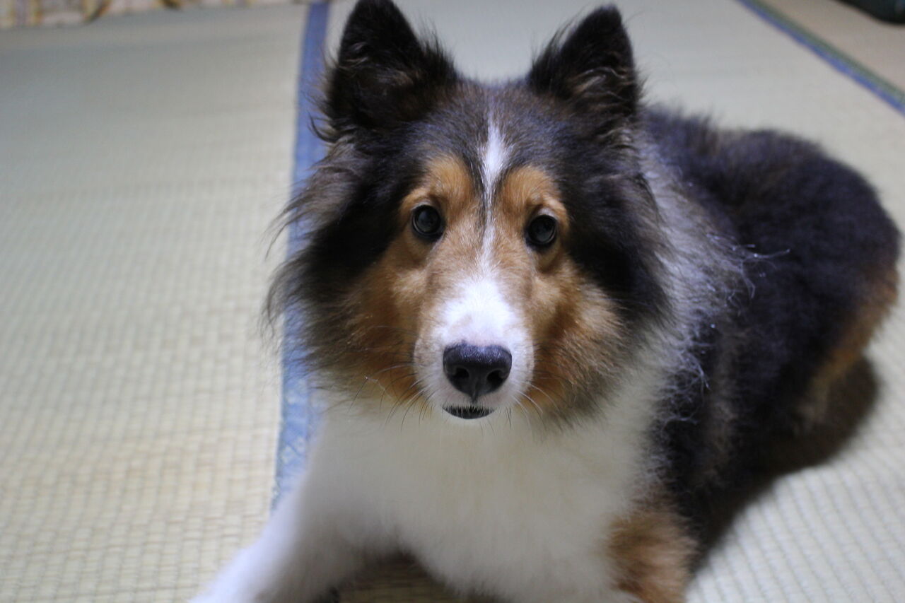 残されたワンちゃん 愛犬マックのリンパ腫 療養日記