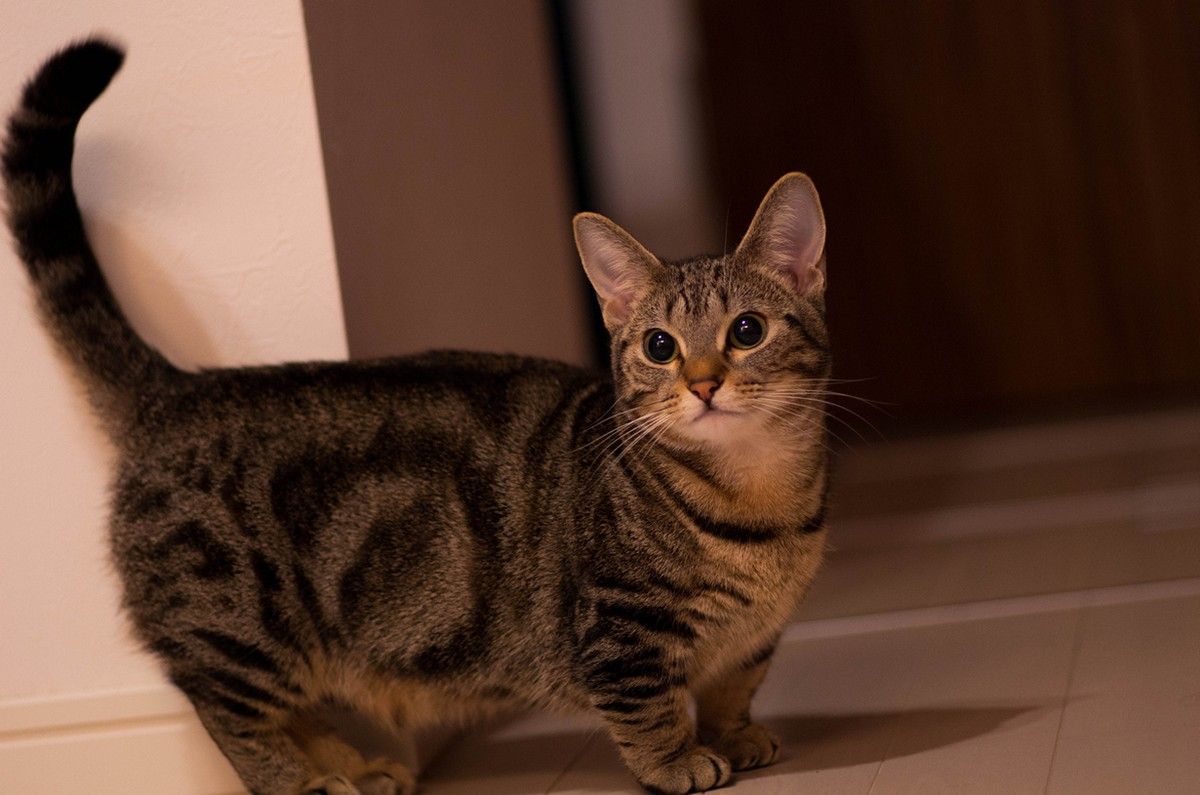 世界でもっとも美しい猫の種類は 美猫 ランキング えのげ