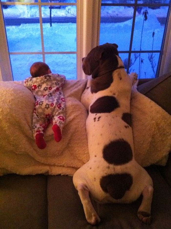 ベストフレンド 大型犬と人間の子供のなかよし写真22枚 えのげ