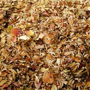 こいつら同化してるぜ カモフラージュが得意な動物たち えのげ