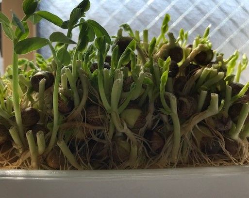 はじめてでも失敗しない 豆苗の育て方 観察記録 感想 絵の具の里 はじめてでも失敗しない 豆苗の育て方 観察記録 感想 絵の具の里