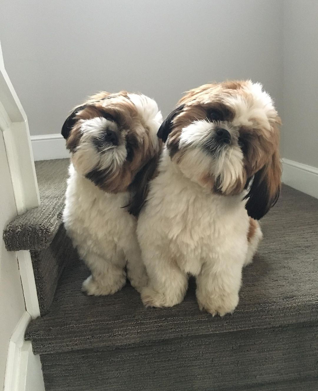 シーズーって やっぱりかわいい 米と麺