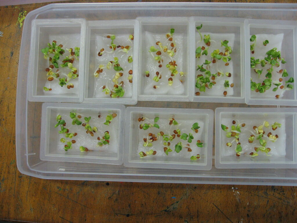 石けん洗剤と合成洗剤の違いを実験する アトリエ村絵の会