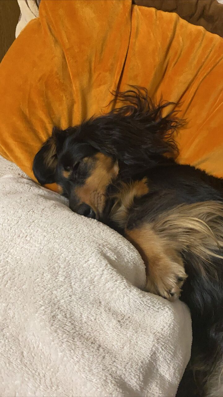 かわいいミニチュアダックス 我が家のペット日記