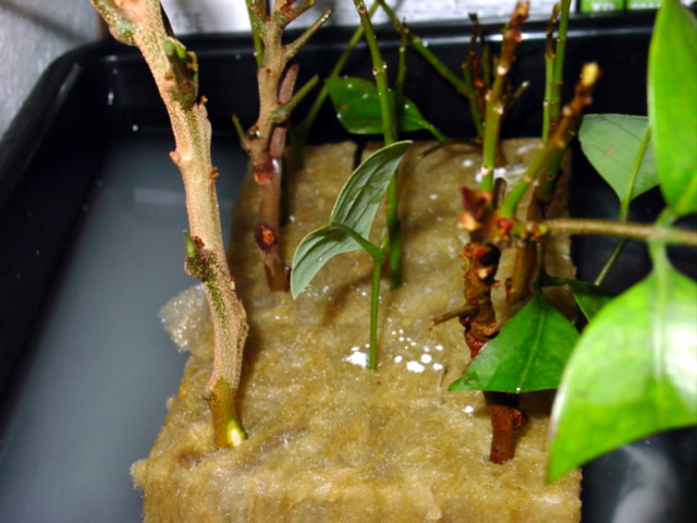 ライチの挿し木 Litchi Garden