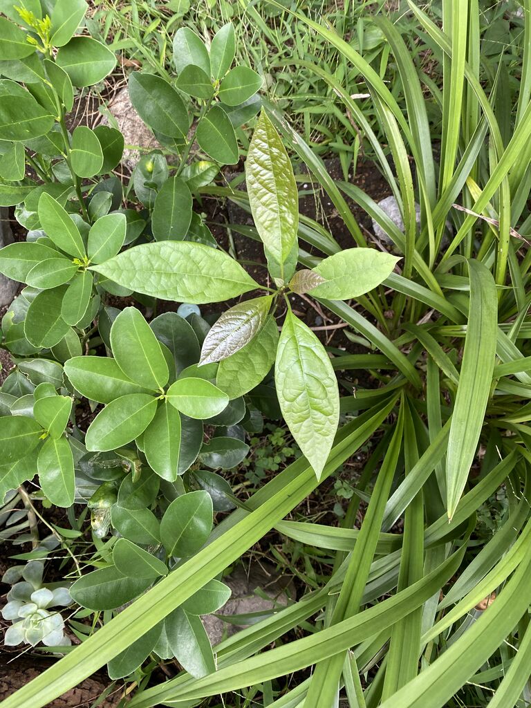 プーさんの放浪記