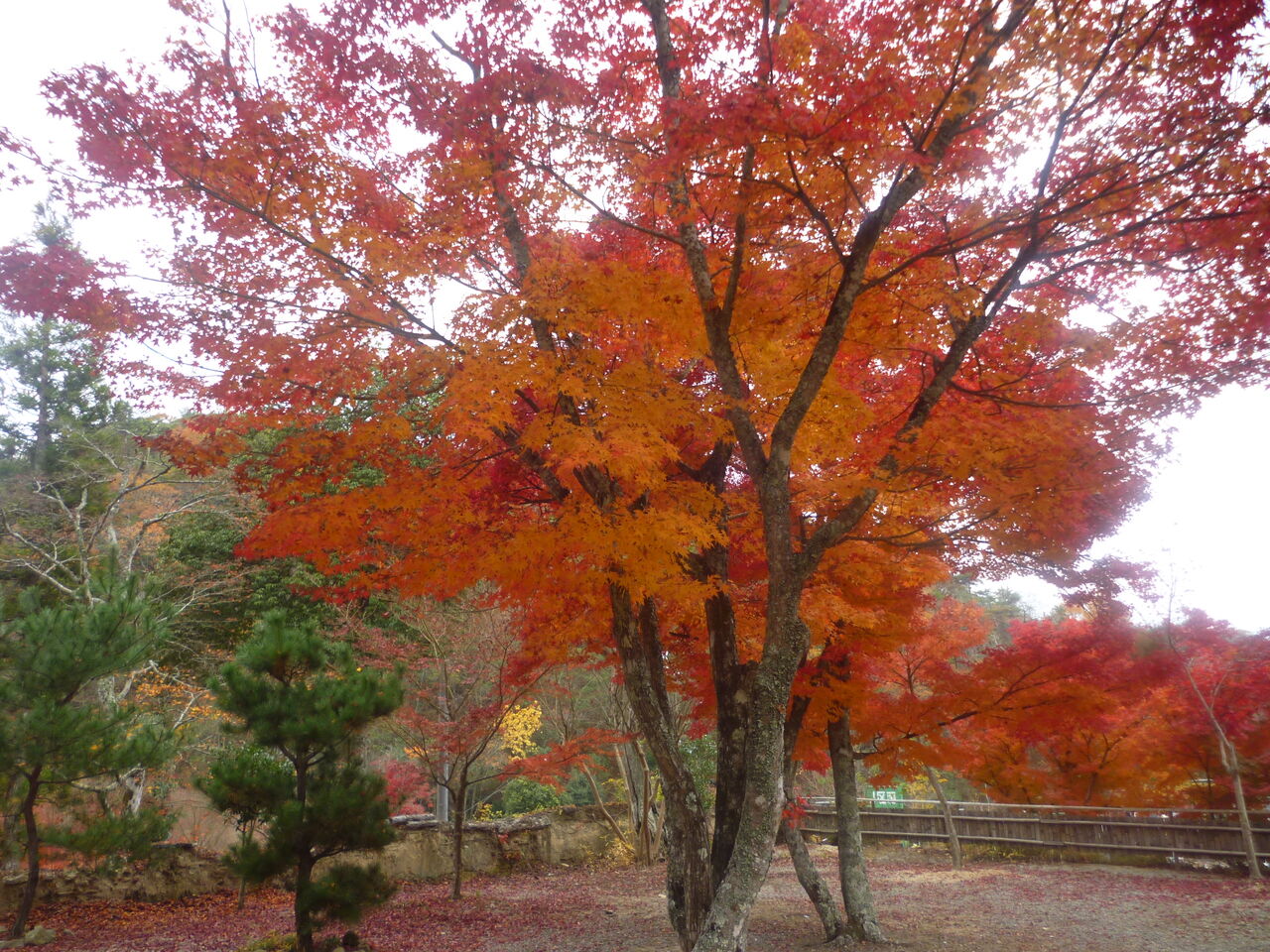 紅葉3 (2)