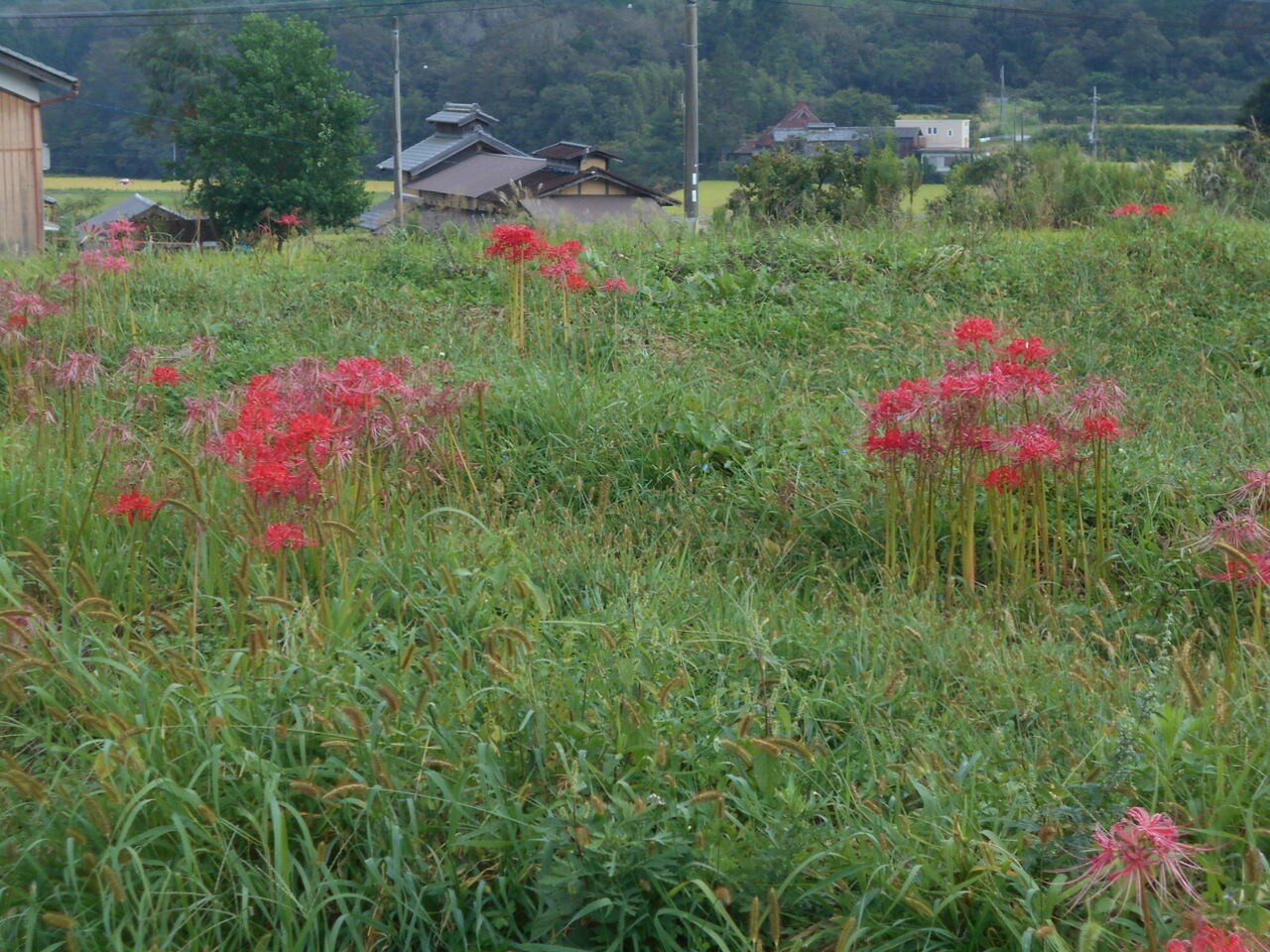 DSCN5654