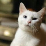 ねこ