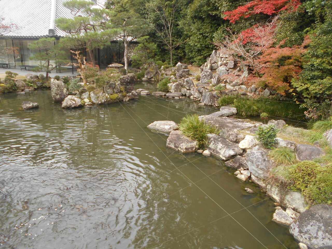 DSCN6246