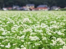 蕎麦の花1