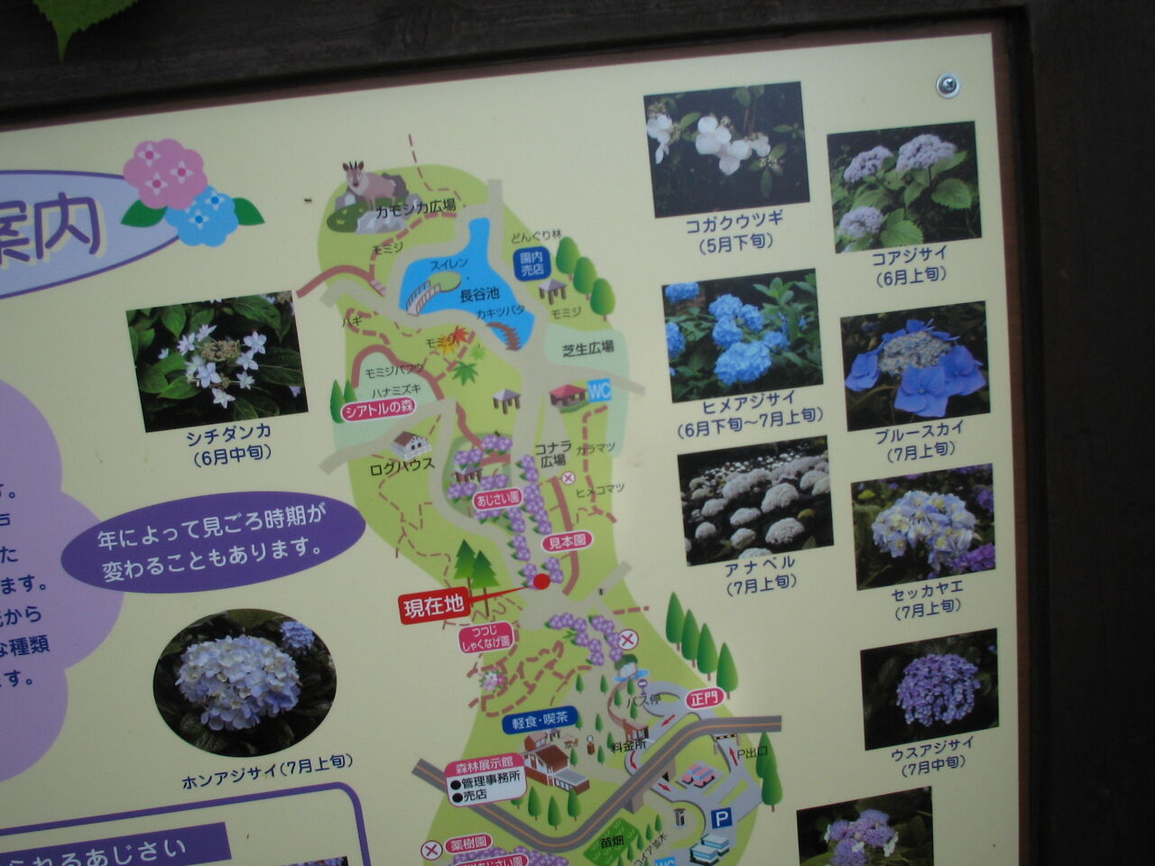 森林植物園6/17 007