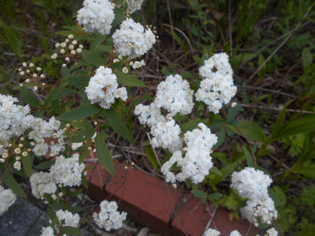DSCN8255