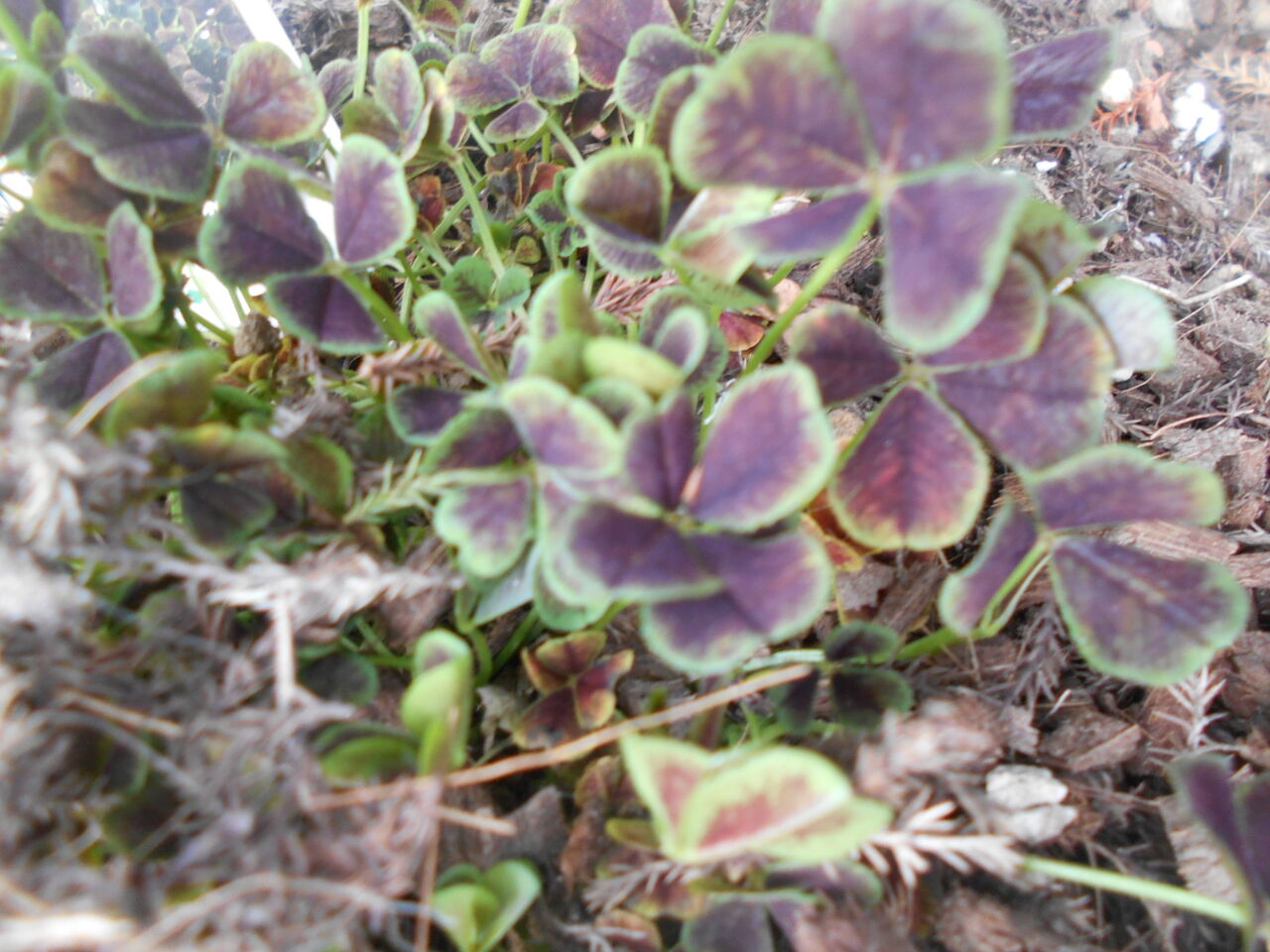 DSCN8343