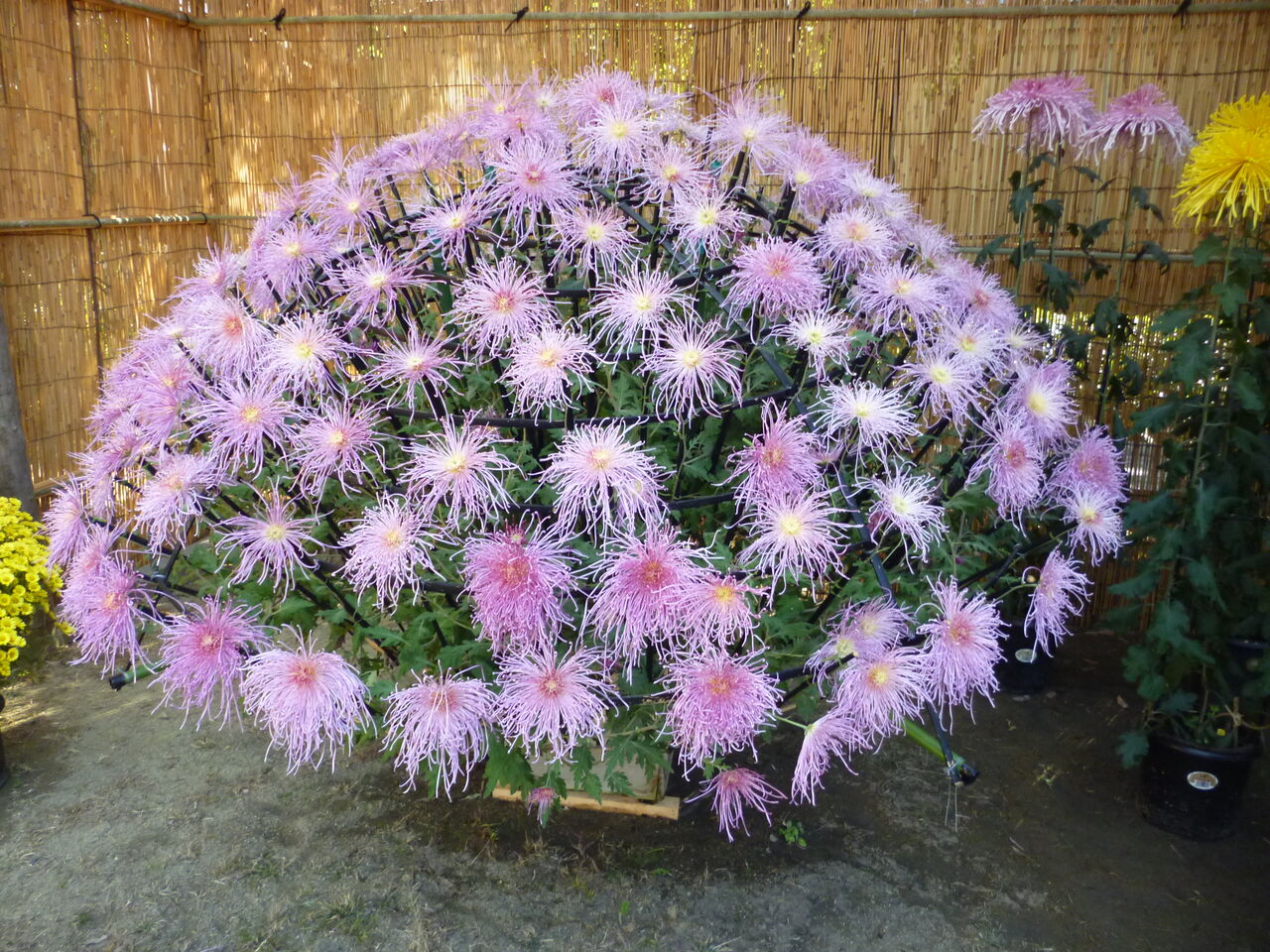 P1120949