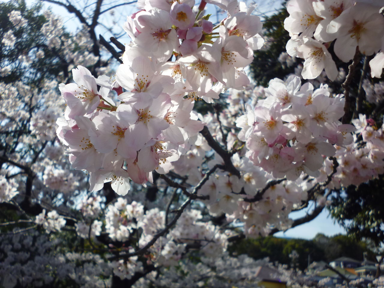 金庫屋 花 さくら サクラ 桜 櫻 女性金庫診断士ちょこっと日記