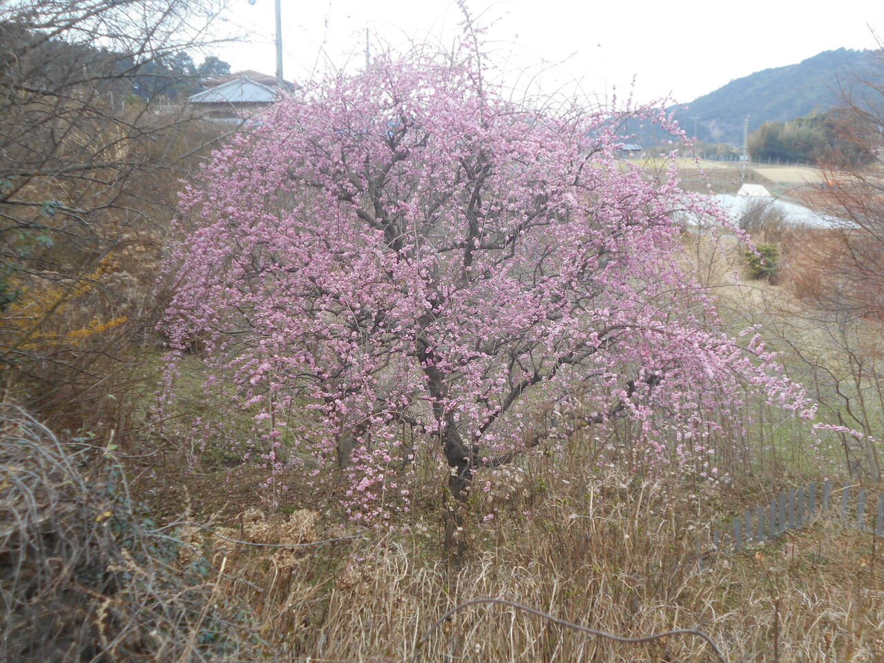 DSCN3930