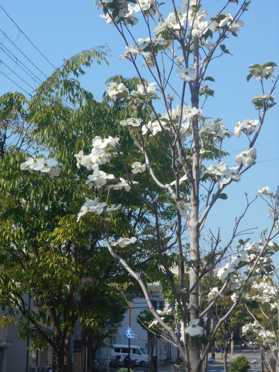 DSCN1564