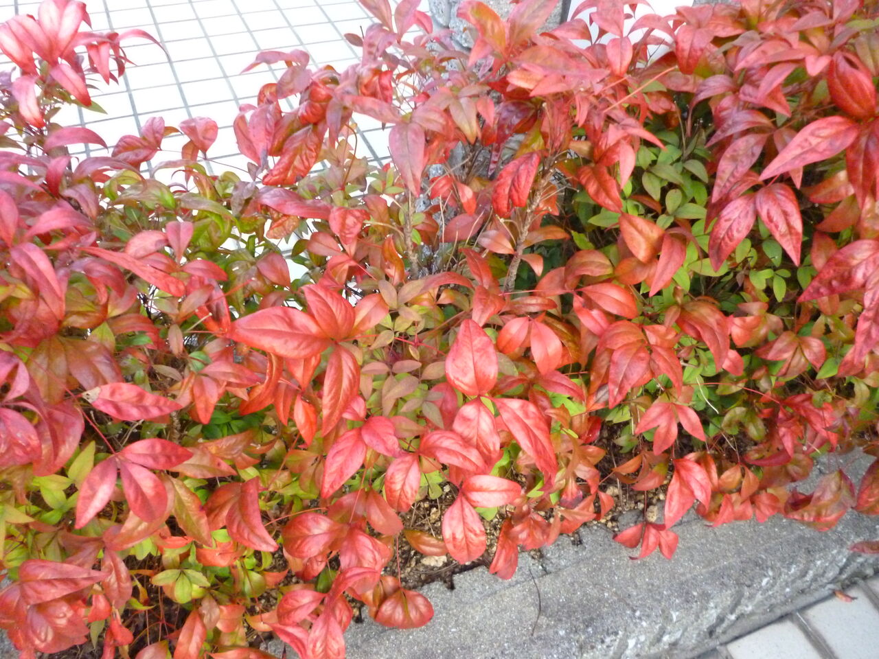 満天躑躅