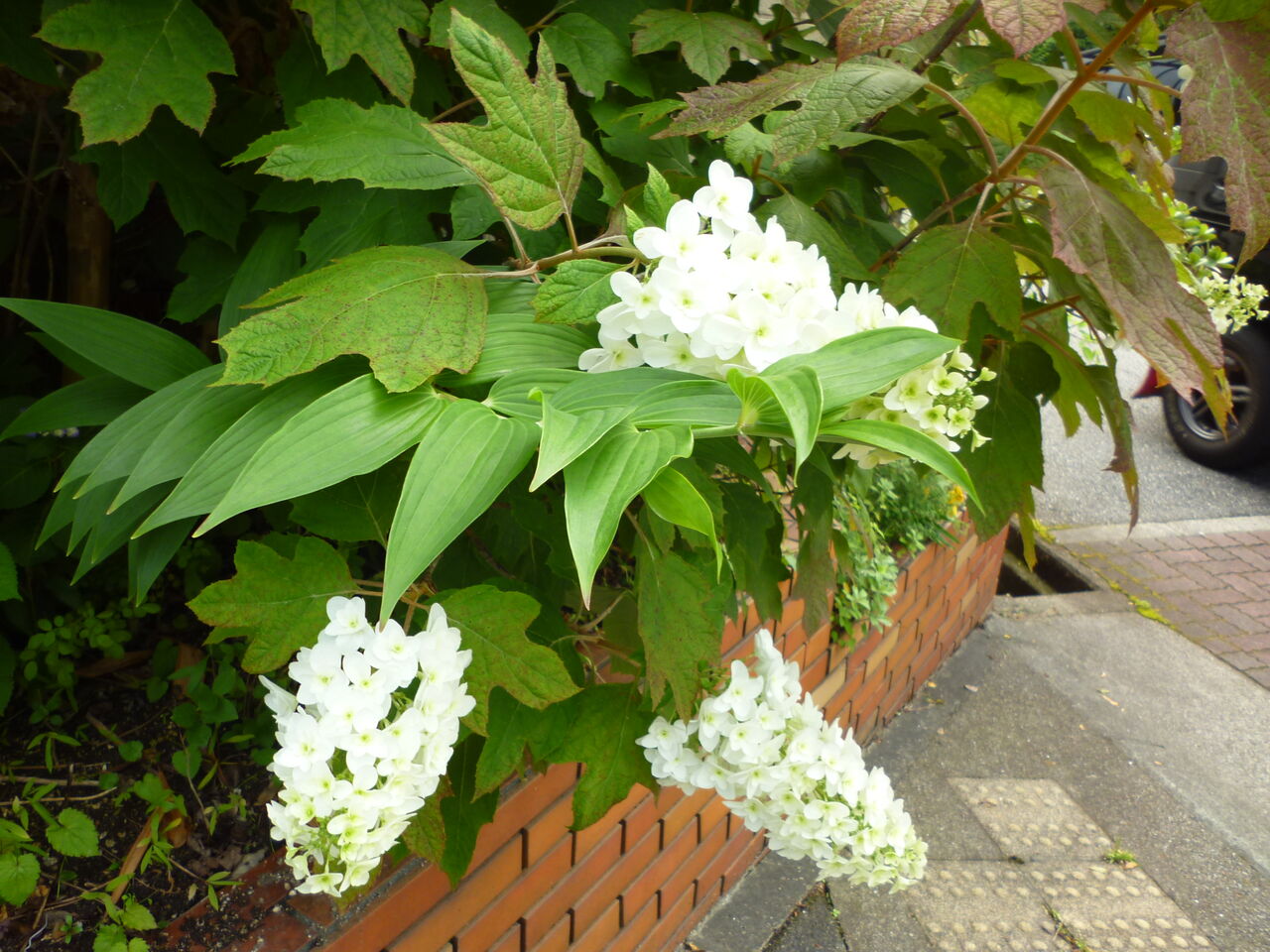 P1150904