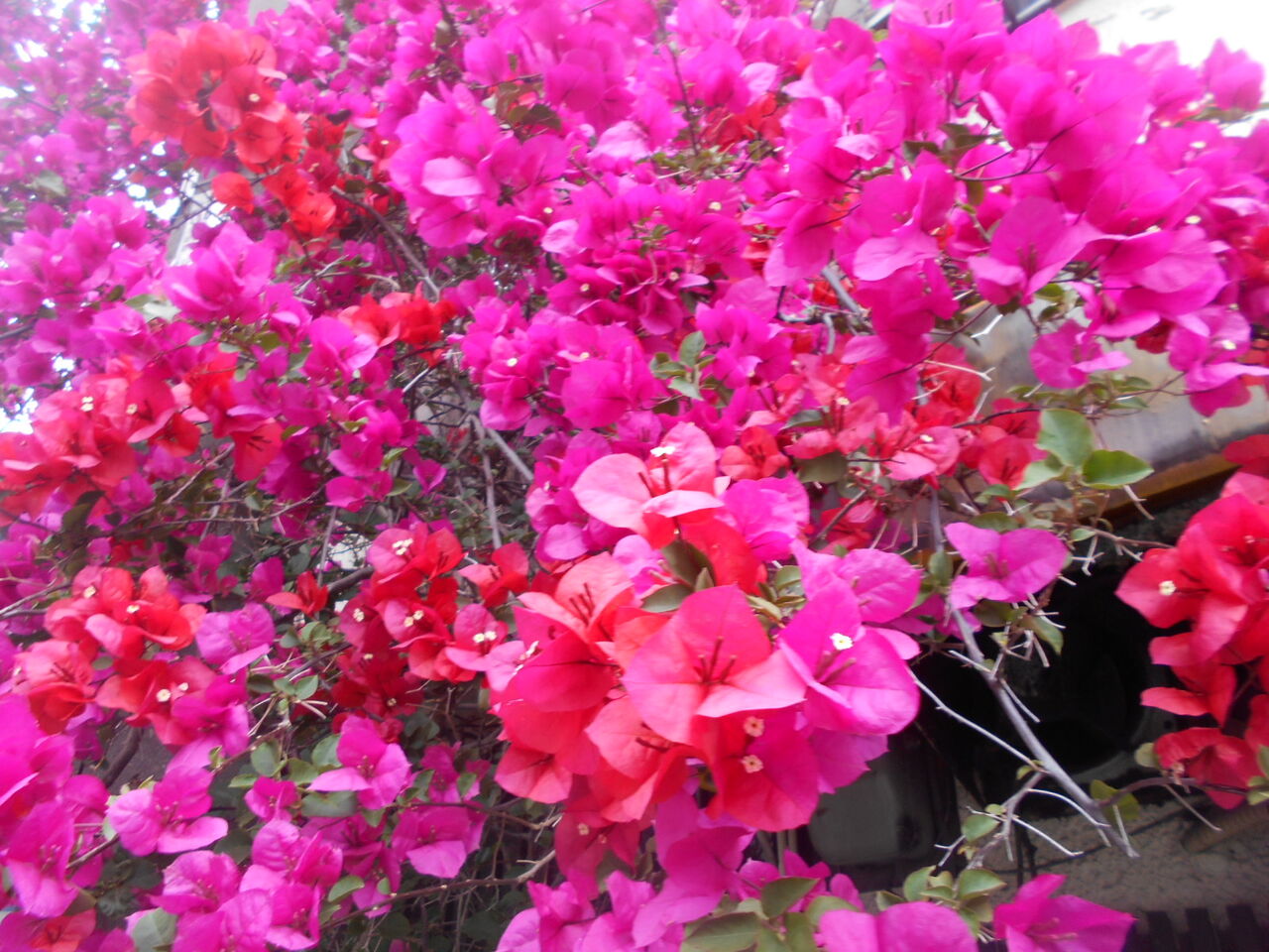 DSCN8527