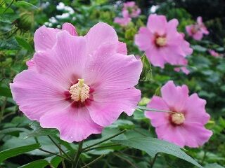 酔芙蓉1