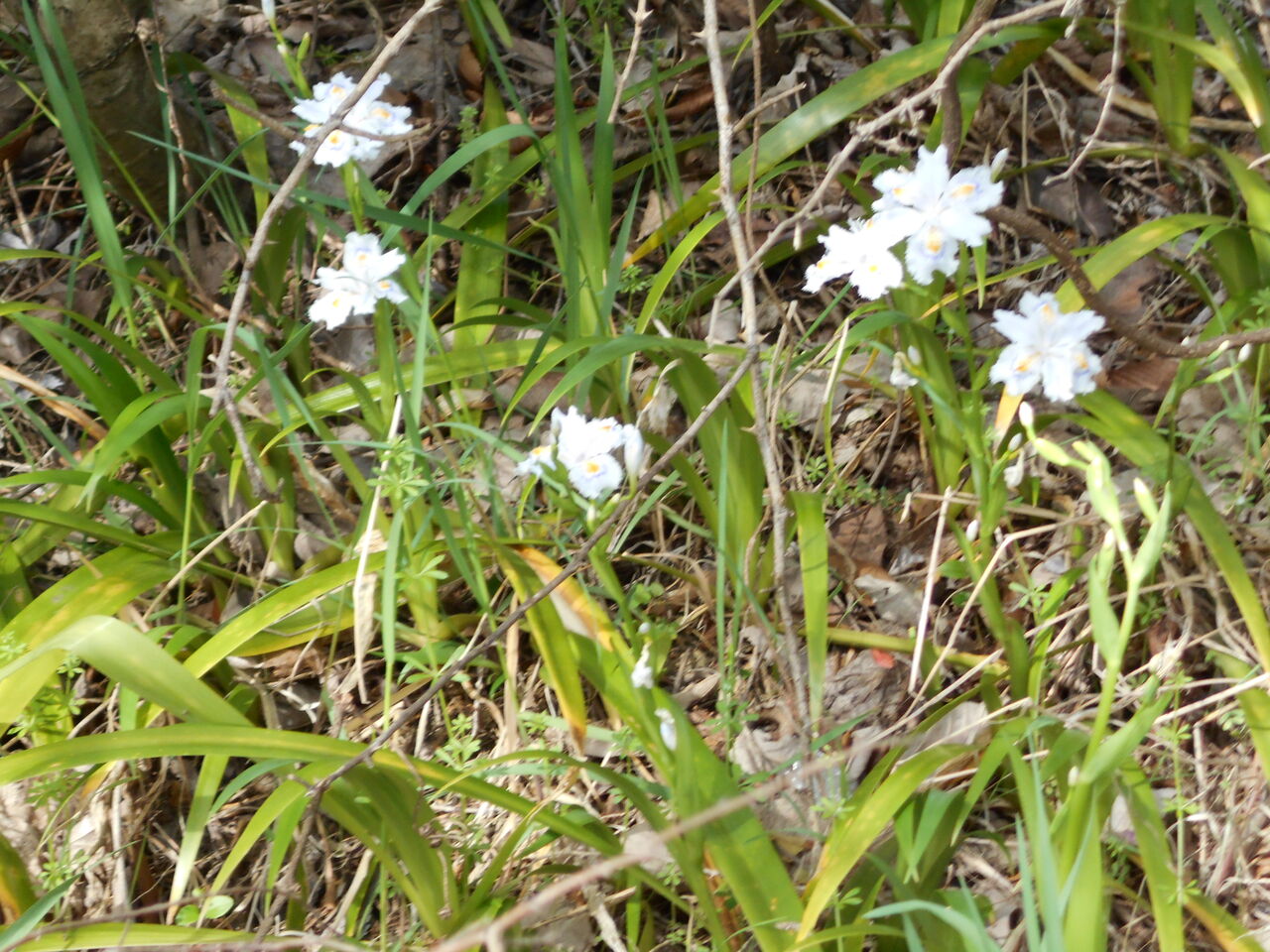 DSCN1165