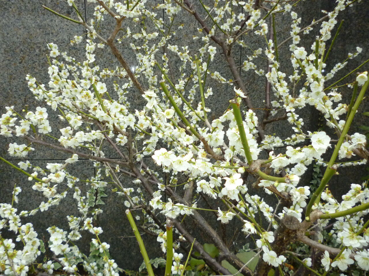 P1010194