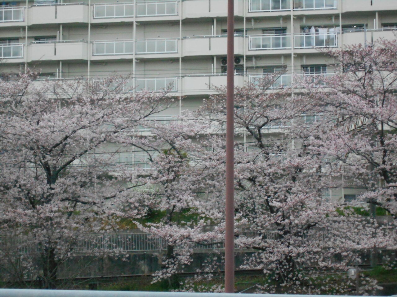 DSCN7743