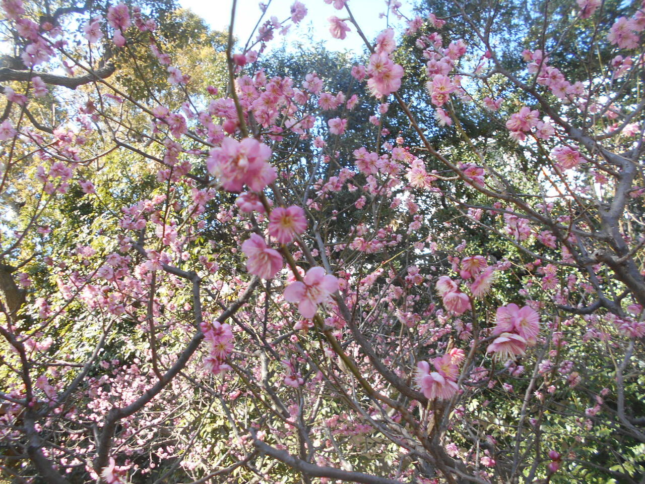 DSCN1045