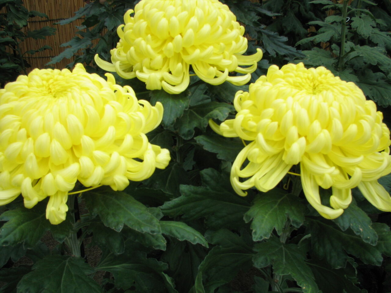 相楽園菊花2