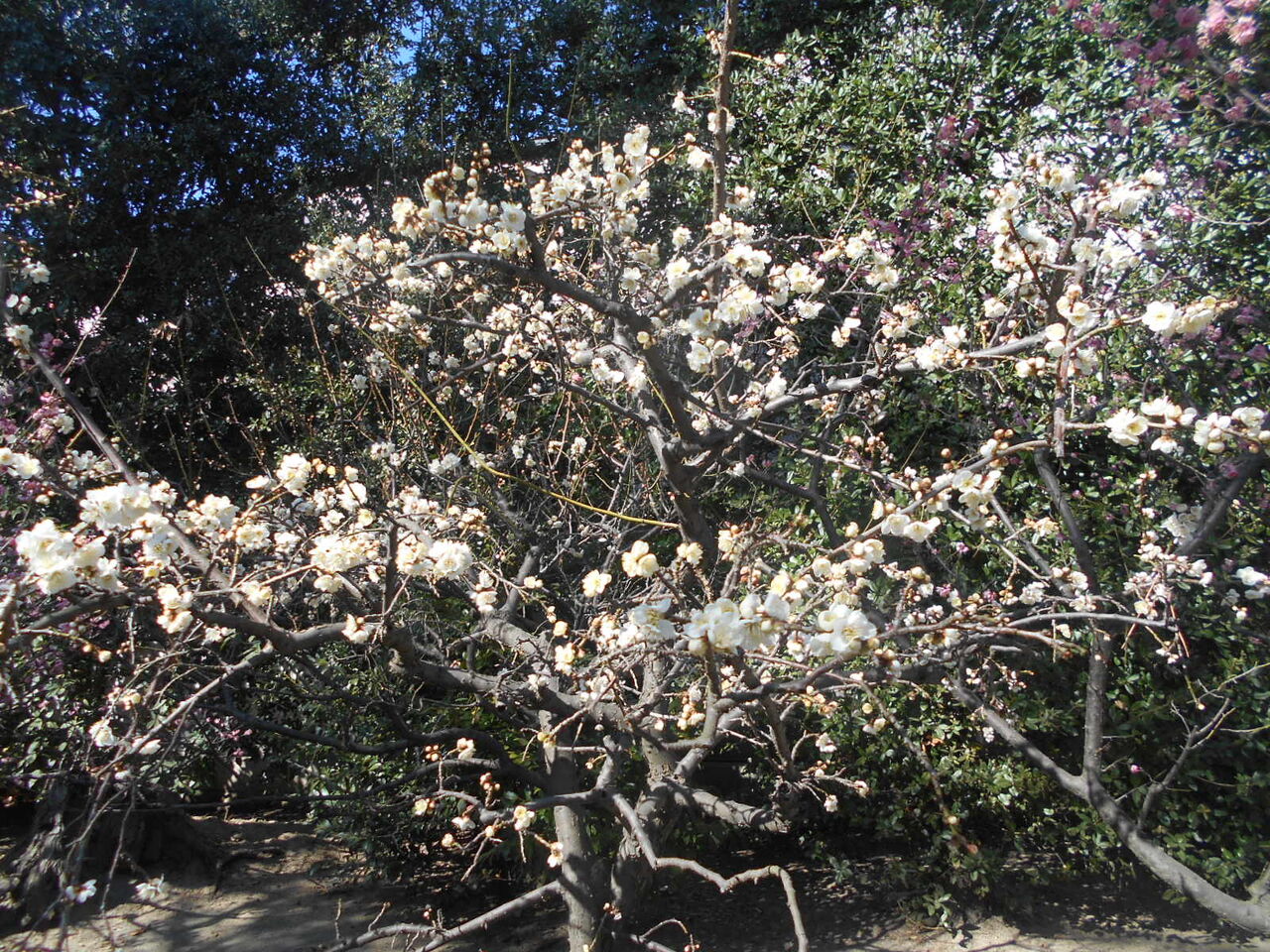 DSCN1043