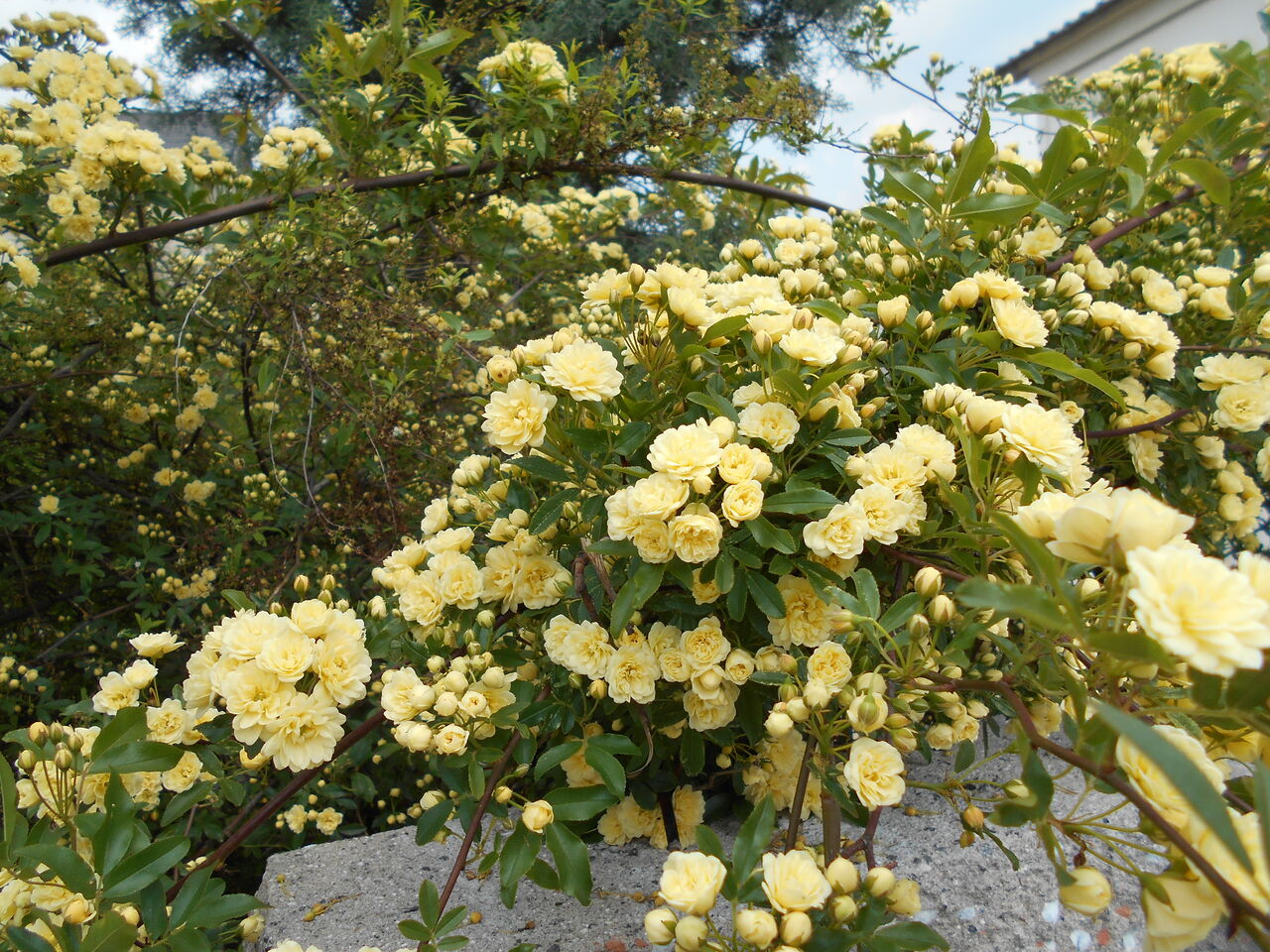 DSCN1384