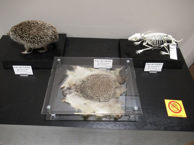ハリネズミ 剥製 骨格標本 頭骨 骨の博物館 : えのしま貝散歩