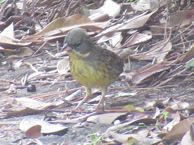 お腹が緑色の鳥 えのしま貝散歩 お腹が緑色の鳥 えのしま貝散歩