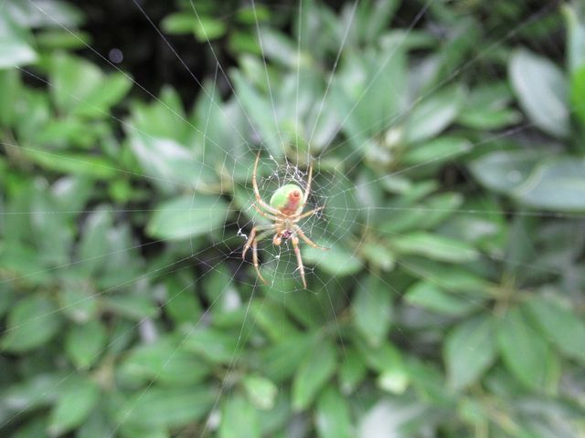 トンビの親子 えのしま貝散歩