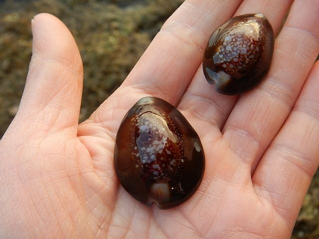 貝殻(沖縄の青い海の宝)ホラ貝　蓋付 貝殻(沖縄の青い海の宝)ホラ貝 蓋付