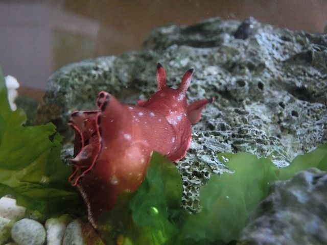 クロヘリちゃんの餌探し えのしま貝散歩