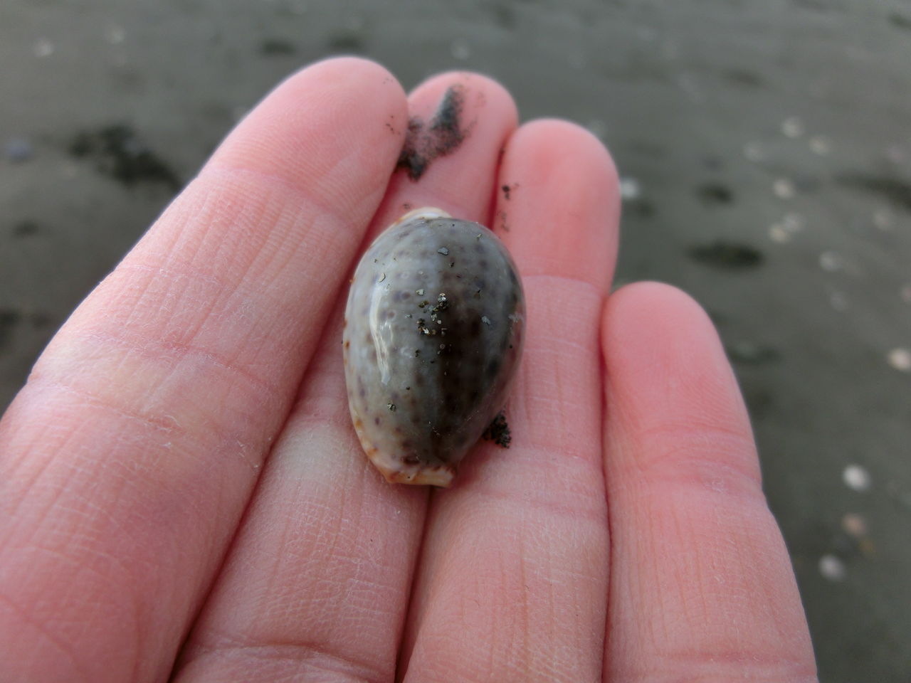宝貝レア タカラガイ 宝貝 cowry cowrie Cypraeidae
