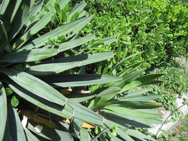 あいたた ユッカ えのしま貝散歩