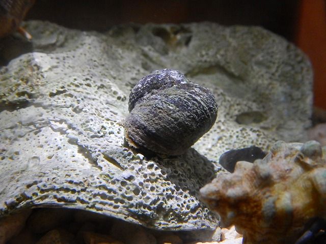 へんてこカツオノエボシ えのしま貝散歩 へんてこカツオノエボシ えのしま貝散歩