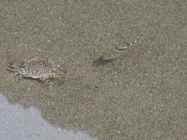 キンセンガニの追っかけコトヒキ えのしま貝散歩