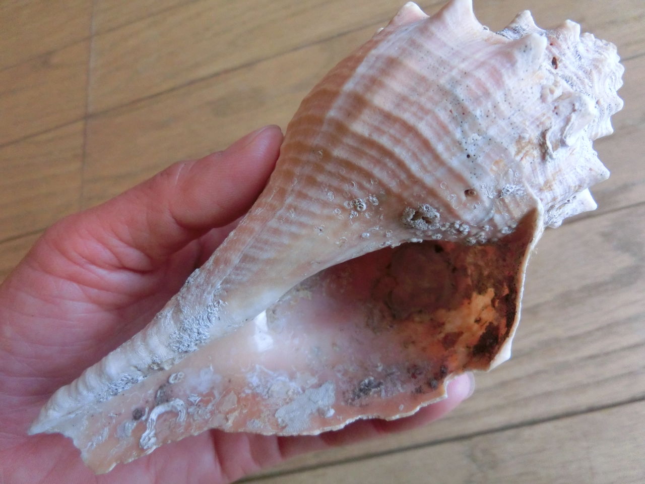 伊豆の海で拾った大きい巻貝