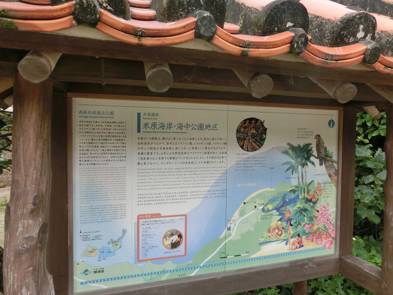 シャコガイとサンゴの旅 米原ビーチ編 えのしま貝散歩 シャコガイとサンゴの旅 米原ビーチ編 えのしま貝散歩