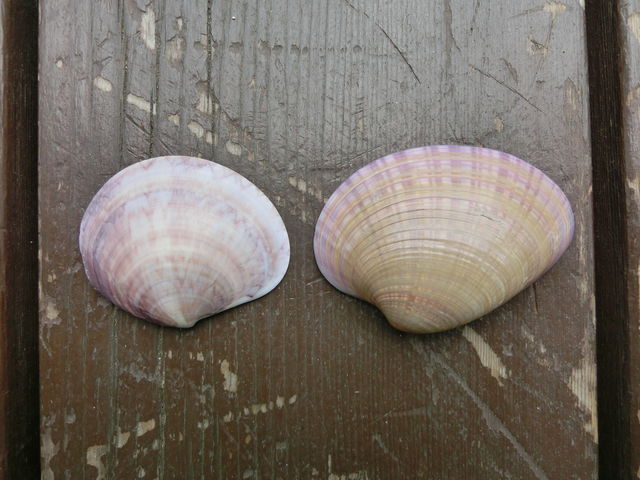 ワスレつながり えのしま貝散歩 ワスレつながり えのしま貝散歩