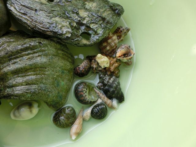 水槽きれいになりました えのしま貝散歩